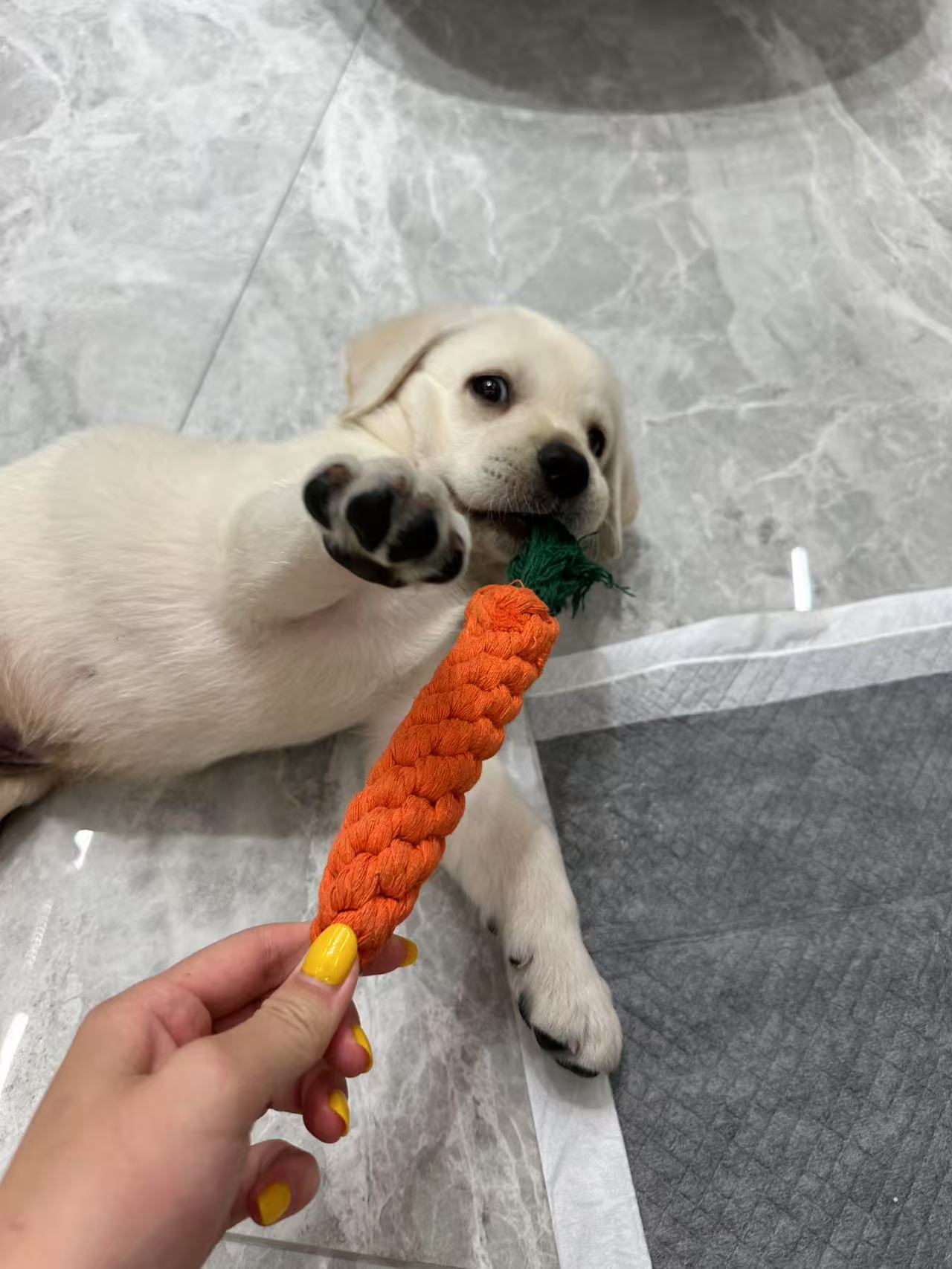 白色拉不拉多幼犬,性格活泼可爱,爱亲近人。